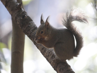 Japanse eekhoorn - De Zonnegloed - Dierenpark - Dieren opvangcentrum - Sanctuary